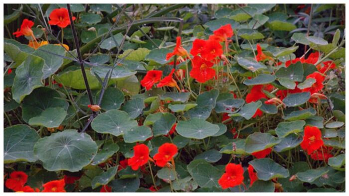 Настурція — однорічна рослина, її товсті соковиті стебла досягають довжини 2-3м. Квіти жовті, оранжеві і яскраво червоні, листя світло-зелене.