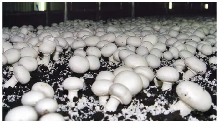 Секрет вирощування власних грибів у домашніх умовах