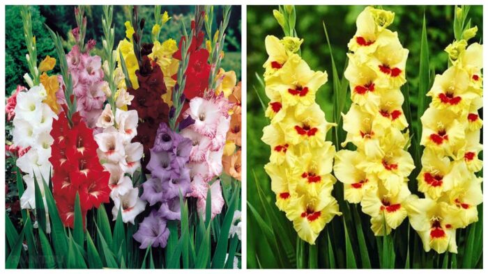 Правильні назви квітів українською: гладіолус, косарик