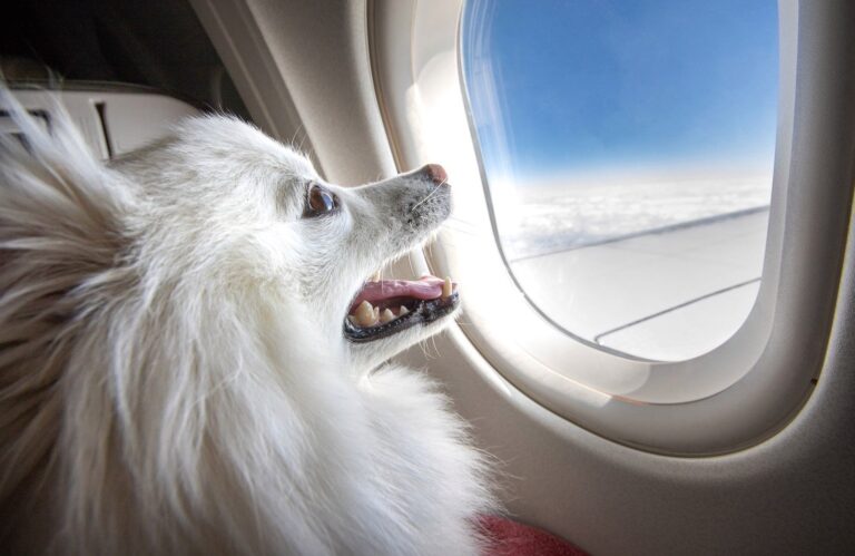 В США зʼявилася перша авіакомпанія для собак — вартість квитків та рейси