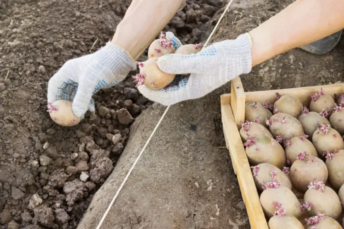 Як відновити розвиток картоплі на грядці після заморозків