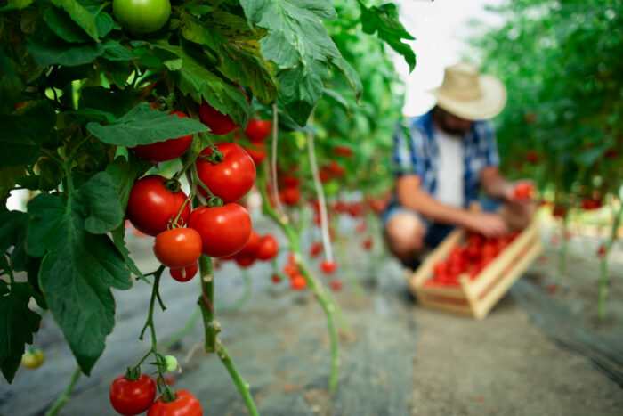 Як правильно посадити помідори у відкритий ґрунт