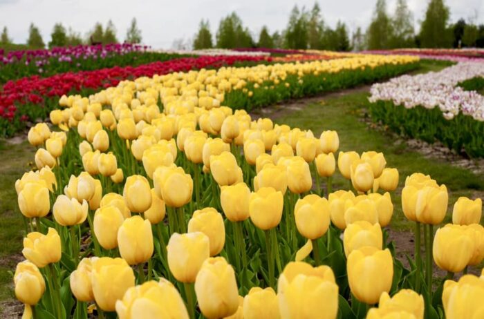 В Добропарку на Київщині квітнуть понад 3 мільйони тюльпанів одночасно