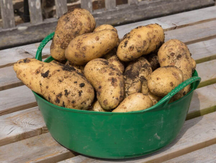 Способи, які допоможуть відновити насадження картоплі на грядці після заморозків в травні