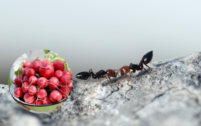 Врятувати редиску від мурах допоможуть спеції