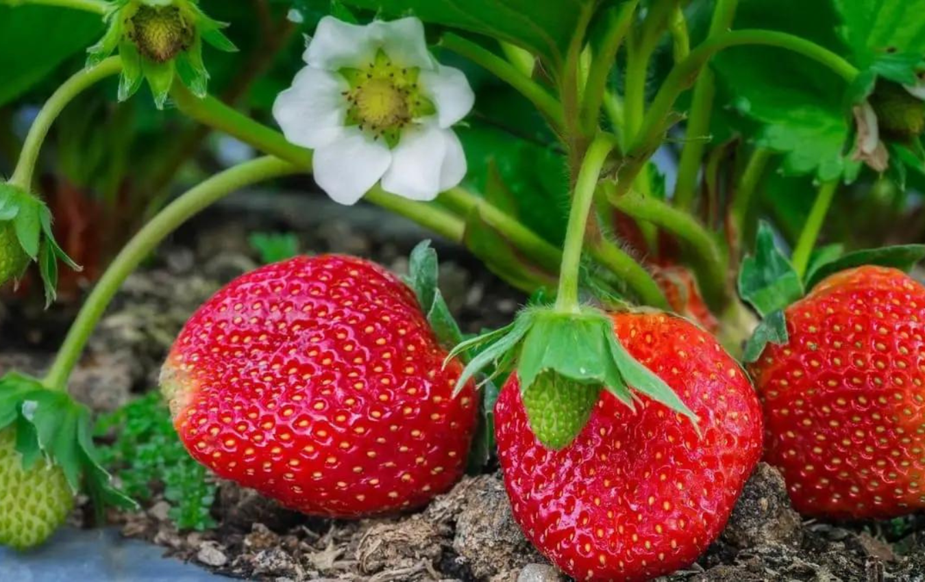 Експерти розповіли, як заморозити ягоди на зиму та що для цього потрібно