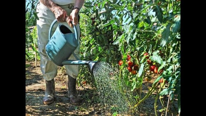 Як правильно поливати помідори на грядці, щоб врожай був рясним