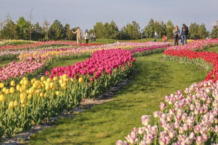 Сезон тюльпанів у Добропарку триватиме до 5 травня включно