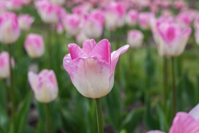 Рожеві тюльпани у Добропарку