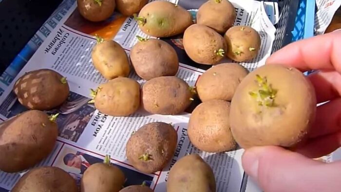 Експерти розповіли, чи можна їсти стару картоплю, що проросла