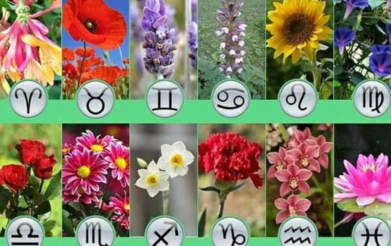 Растения по знаку зодиака. Цветы для девушки названия. Знаки зодиака цветы. Цветочный гороскоп по знаку. Комнатные растения для близнецов.