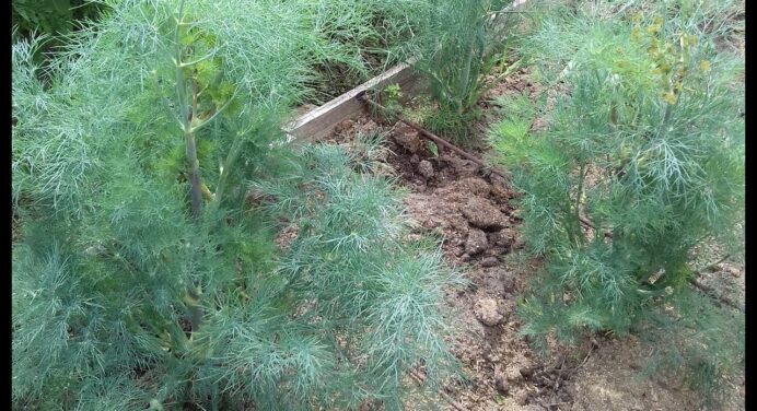 Соковитий кріп без парасольок: як виростити врожай пухнастої зелені на домашній грядці? Поради від дачниці 